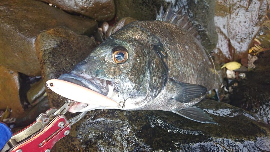 夏トップ チヌトップ ガリ釣り日記